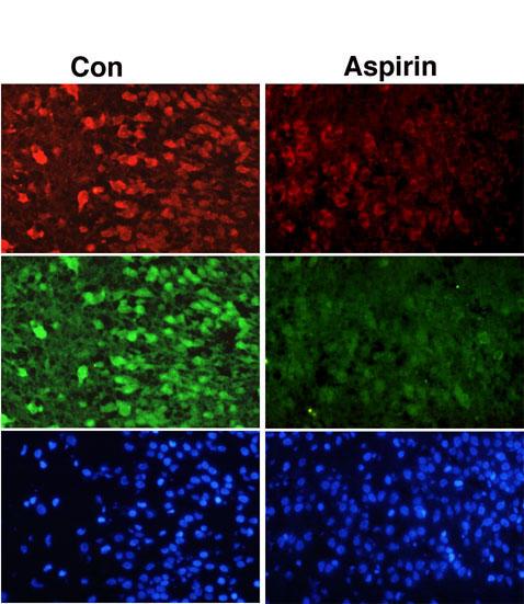 https://cdn.ncbi.nlm.nih.gov/pmc/blobs/b853/140029/963c3b76d2d3/1471-2199-3-16-3.jpg