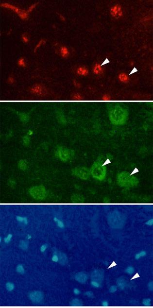 https://cdn.ncbi.nlm.nih.gov/pmc/blobs/b853/140029/9bf95fff200b/1471-2199-3-16-1.jpg