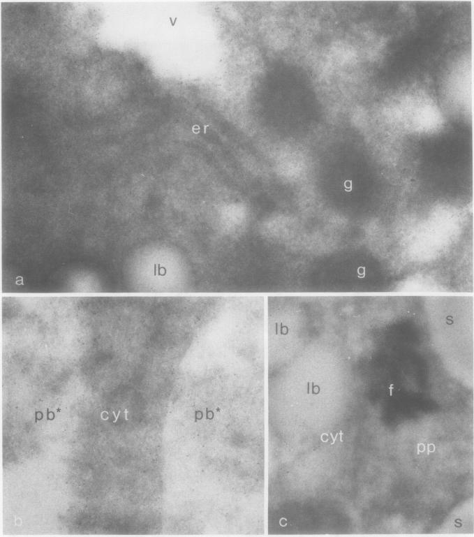 https://cdn.ncbi.nlm.nih.gov/pmc/blobs/b857/1064436/08cd82693c84/plntphys00582-0236-a.jpg