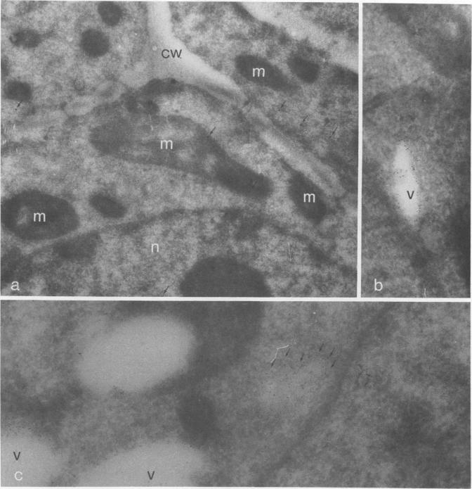 https://cdn.ncbi.nlm.nih.gov/pmc/blobs/b857/1064436/97ce9f01f61a/plntphys00582-0237-a.jpg