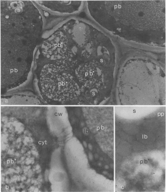 https://cdn.ncbi.nlm.nih.gov/pmc/blobs/b857/1064436/9ff5b88dcdaf/plntphys00582-0235-a.jpg