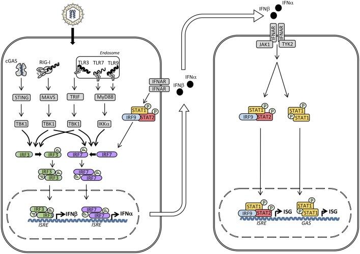 https://cdn.ncbi.nlm.nih.gov/pmc/blobs/b85f/6331453/68295d3ea52c/fimmu-09-03047-g0001.jpg