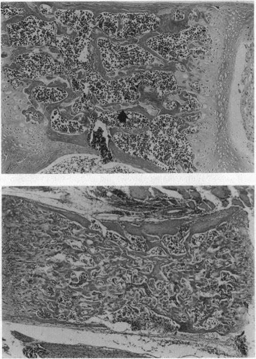 https://cdn.ncbi.nlm.nih.gov/pmc/blobs/b863/46536/4efcf3111b43/pnas01462-0167-b.jpg
