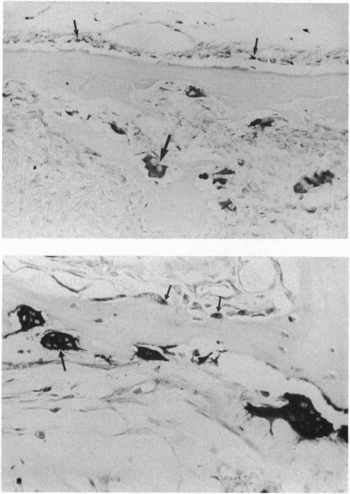 https://cdn.ncbi.nlm.nih.gov/pmc/blobs/b863/46536/a6bba1d65950/pnas01462-0166-a.jpg