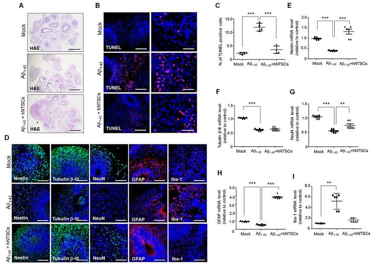 https://cdn.ncbi.nlm.nih.gov/pmc/blobs/b864/8947560/c8e9cb76caac/cells-11-01029-g003.jpg