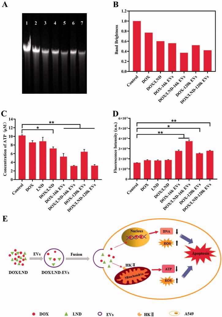 https://cdn.ncbi.nlm.nih.gov/pmc/blobs/b869/8741238/06855e8ec06e/IDRD_A_2023697_F0005_C.jpg