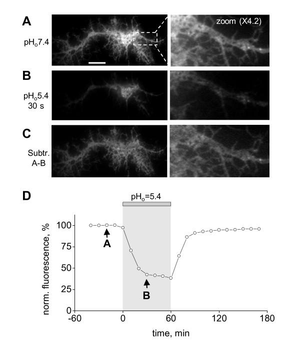 https://cdn.ncbi.nlm.nih.gov/pmc/blobs/b86a/2794868/21e73ba5650d/1471-2202-10-141-2.jpg