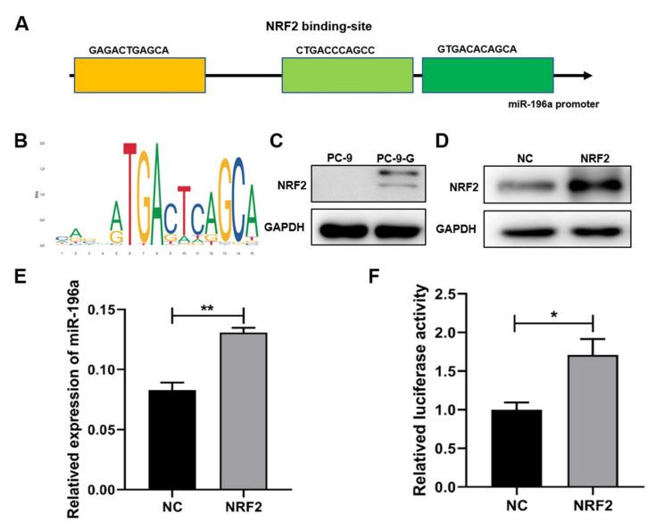 https://cdn.ncbi.nlm.nih.gov/pmc/blobs/b86a/8836598/169e6e4ad77b/ijms-23-01785-g003.jpg