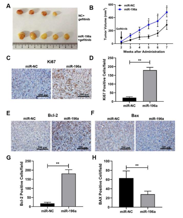 https://cdn.ncbi.nlm.nih.gov/pmc/blobs/b86a/8836598/a2d1f93ca355/ijms-23-01785-g007.jpg