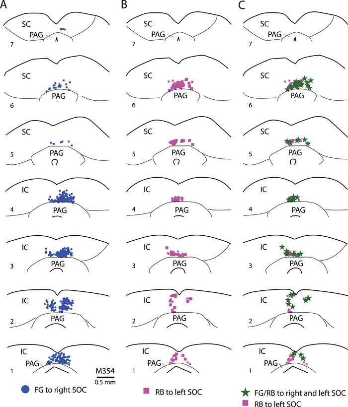 https://cdn.ncbi.nlm.nih.gov/pmc/blobs/b86b/12376255/1562172c3c9c/CNE-533-e70080-g003.jpg