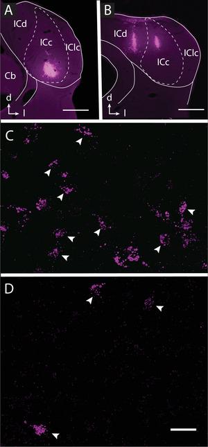 https://cdn.ncbi.nlm.nih.gov/pmc/blobs/b86b/12376255/259f9fd49185/CNE-533-e70080-g005.jpg