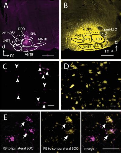 https://cdn.ncbi.nlm.nih.gov/pmc/blobs/b86b/12376255/d9df0c117a35/CNE-533-e70080-g009.jpg
