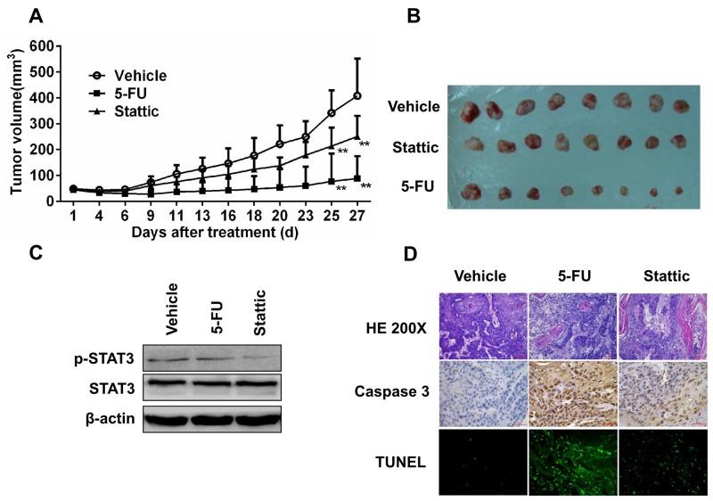 https://cdn.ncbi.nlm.nih.gov/pmc/blobs/b872/5687640/03065caffb9f/oncotarget-08-88719-g005.jpg