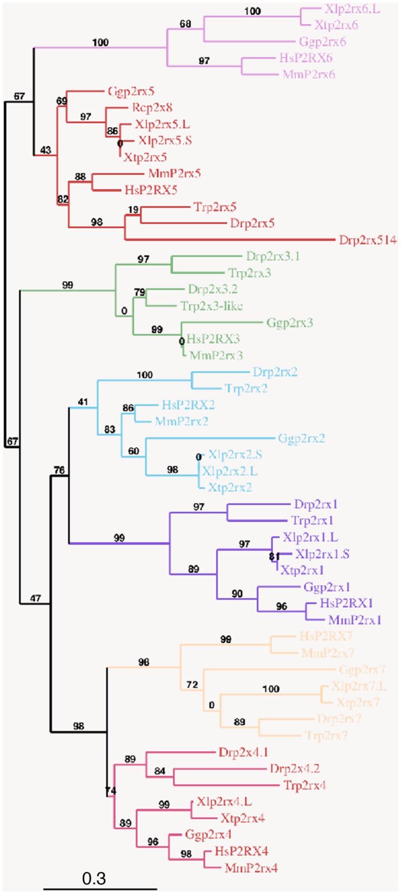 https://cdn.ncbi.nlm.nih.gov/pmc/blobs/b872/6676501/463046e14c91/fncel-13-00340-g001.jpg