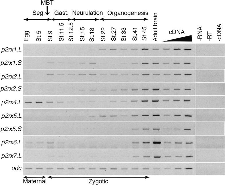 https://cdn.ncbi.nlm.nih.gov/pmc/blobs/b872/6676501/eae5cf76eac0/fncel-13-00340-g002.jpg