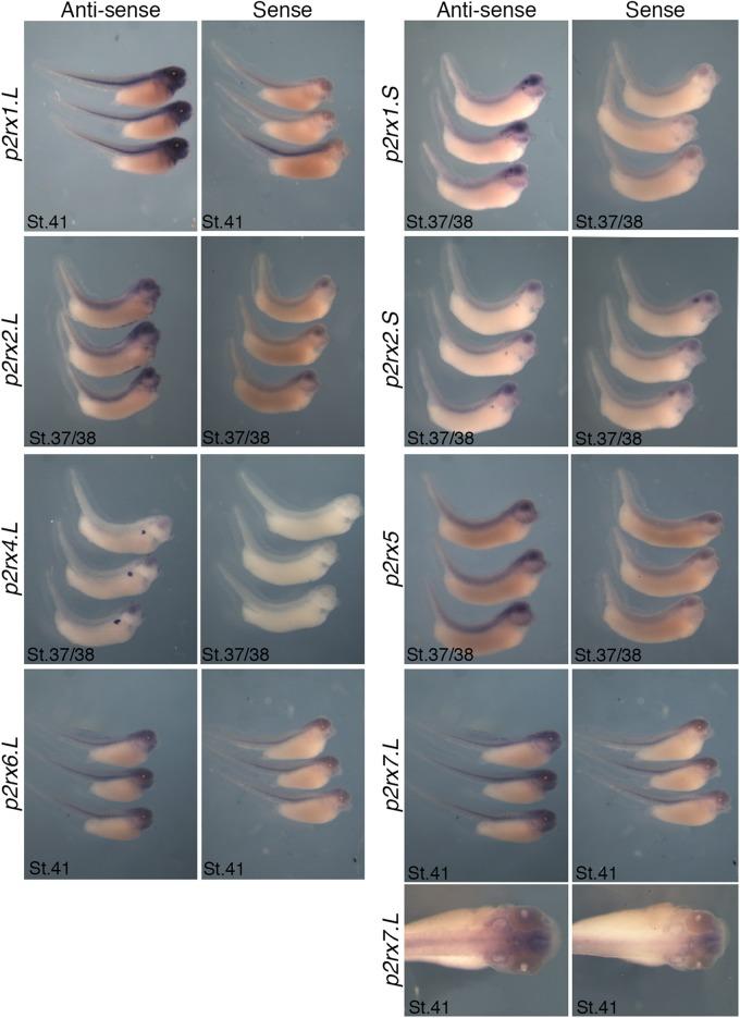 https://cdn.ncbi.nlm.nih.gov/pmc/blobs/b872/6676501/f1e2574cc0d7/fncel-13-00340-g004.jpg