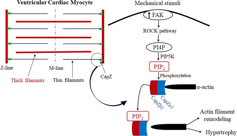 https://cdn.ncbi.nlm.nih.gov/pmc/blobs/b872/7767973/08bf4b359645/fcell-08-595849-g003.jpg