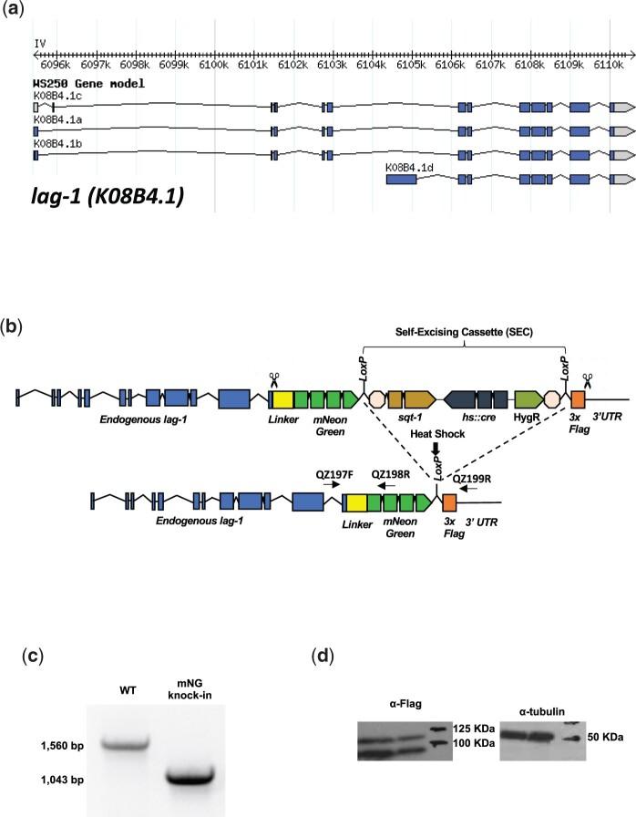 https://cdn.ncbi.nlm.nih.gov/pmc/blobs/b873/9157107/c41e37d5c6af/jkac091f4.jpg