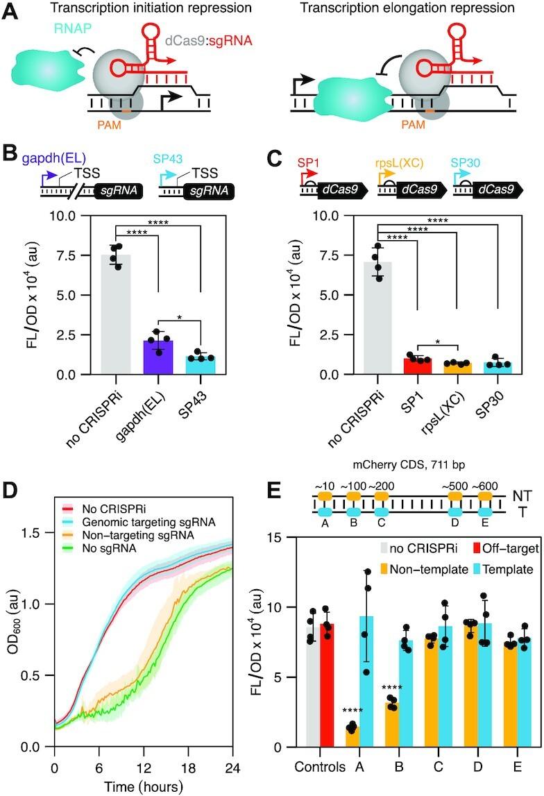 https://cdn.ncbi.nlm.nih.gov/pmc/blobs/b875/9303295/d5c478616e0b/gkac556fig1.jpg