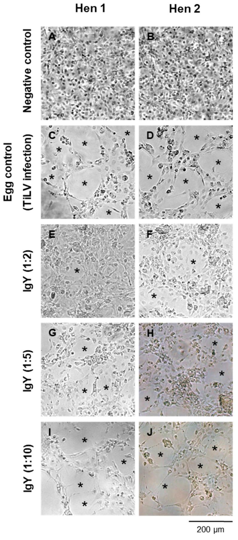 https://cdn.ncbi.nlm.nih.gov/pmc/blobs/b876/11946193/d63ac9b7e583/viruses-17-00448-g003.jpg