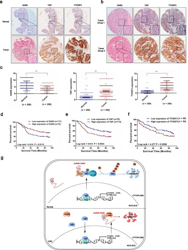 https://cdn.ncbi.nlm.nih.gov/pmc/blobs/b87b/6794841/5035243d81fd/12943_2019_1079_Fig7_HTML.jpg