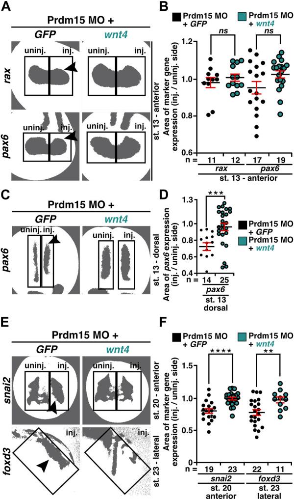 https://cdn.ncbi.nlm.nih.gov/pmc/blobs/b87c/10912572/72c95f4c4470/fcell-12-1316048-g008.jpg