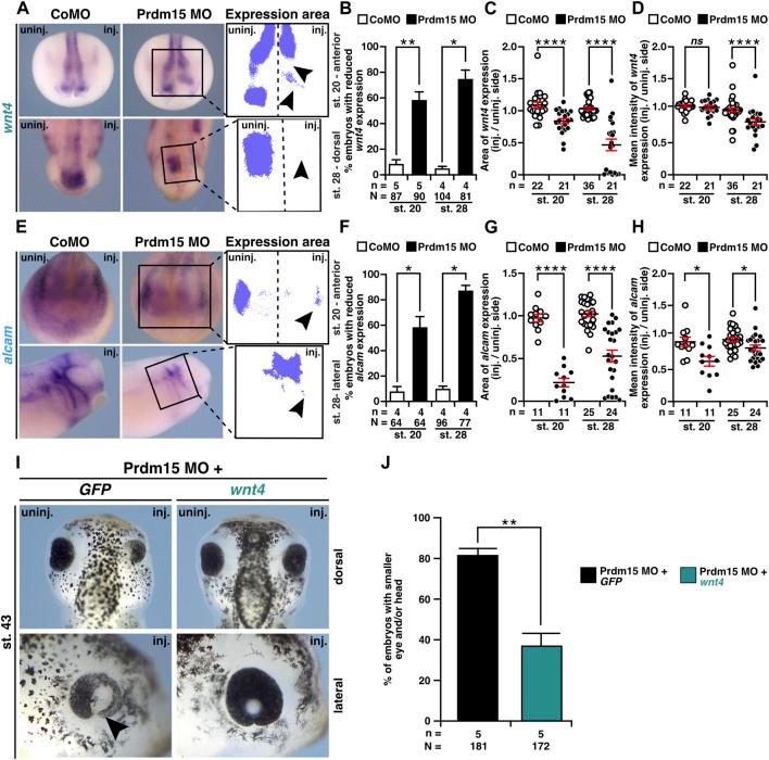 https://cdn.ncbi.nlm.nih.gov/pmc/blobs/b87c/10912572/9fab949221ba/fcell-12-1316048-g007.jpg