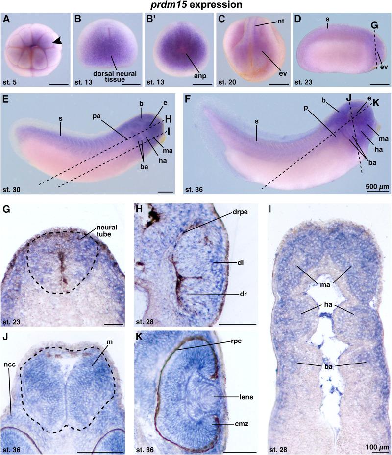 https://cdn.ncbi.nlm.nih.gov/pmc/blobs/b87c/10912572/a0497693a599/fcell-12-1316048-g001.jpg