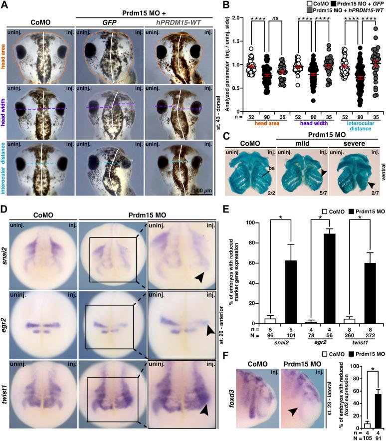 https://cdn.ncbi.nlm.nih.gov/pmc/blobs/b87c/10912572/ffe83bad344d/fcell-12-1316048-g005.jpg