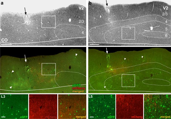 https://cdn.ncbi.nlm.nih.gov/pmc/blobs/b880/8363744/d06ce444fa3a/41467_2021_24928_Fig3_HTML.jpg