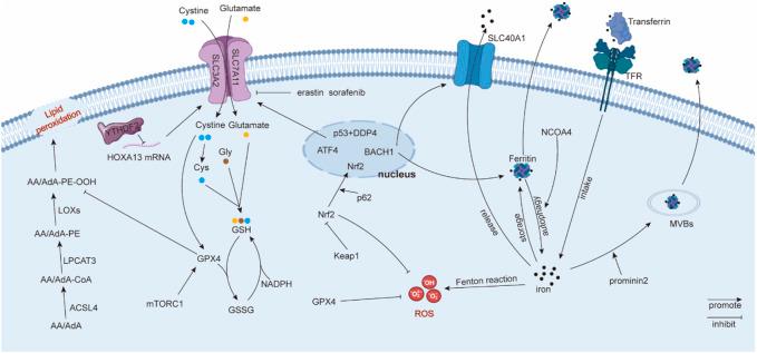 https://cdn.ncbi.nlm.nih.gov/pmc/blobs/b881/10090411/fb5f76b6f067/fgene-14-1136240-g001.jpg
