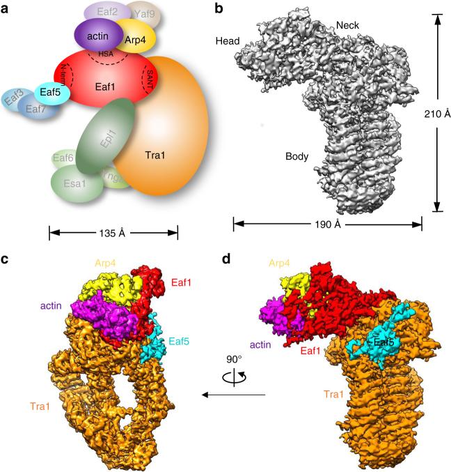 https://cdn.ncbi.nlm.nih.gov/pmc/blobs/b887/5861120/e1223f055e3c/41467_2018_3504_Fig1_HTML.jpg