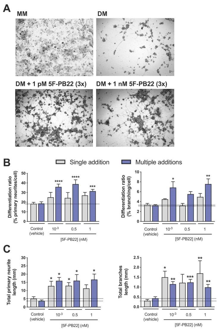 https://cdn.ncbi.nlm.nih.gov/pmc/blobs/b88b/7503567/bdfb9a8503df/ijms-21-06277-g004.jpg