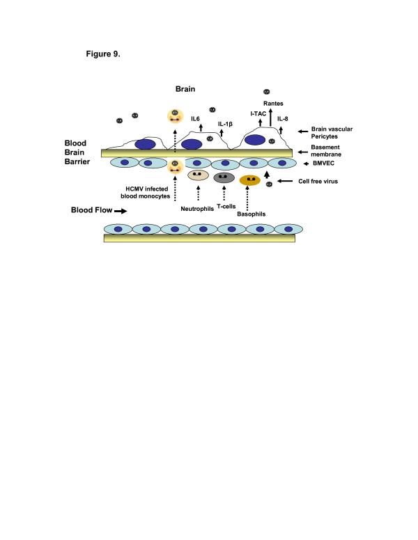 https://cdn.ncbi.nlm.nih.gov/pmc/blobs/b891/3413582/1e1f19c401f9/1742-2094-9-95-9.jpg