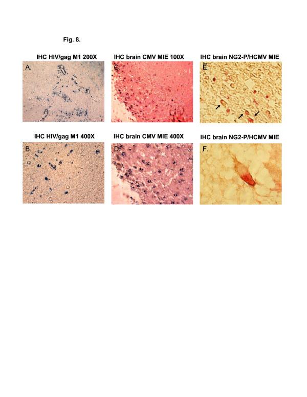 https://cdn.ncbi.nlm.nih.gov/pmc/blobs/b891/3413582/302399268be0/1742-2094-9-95-8.jpg
