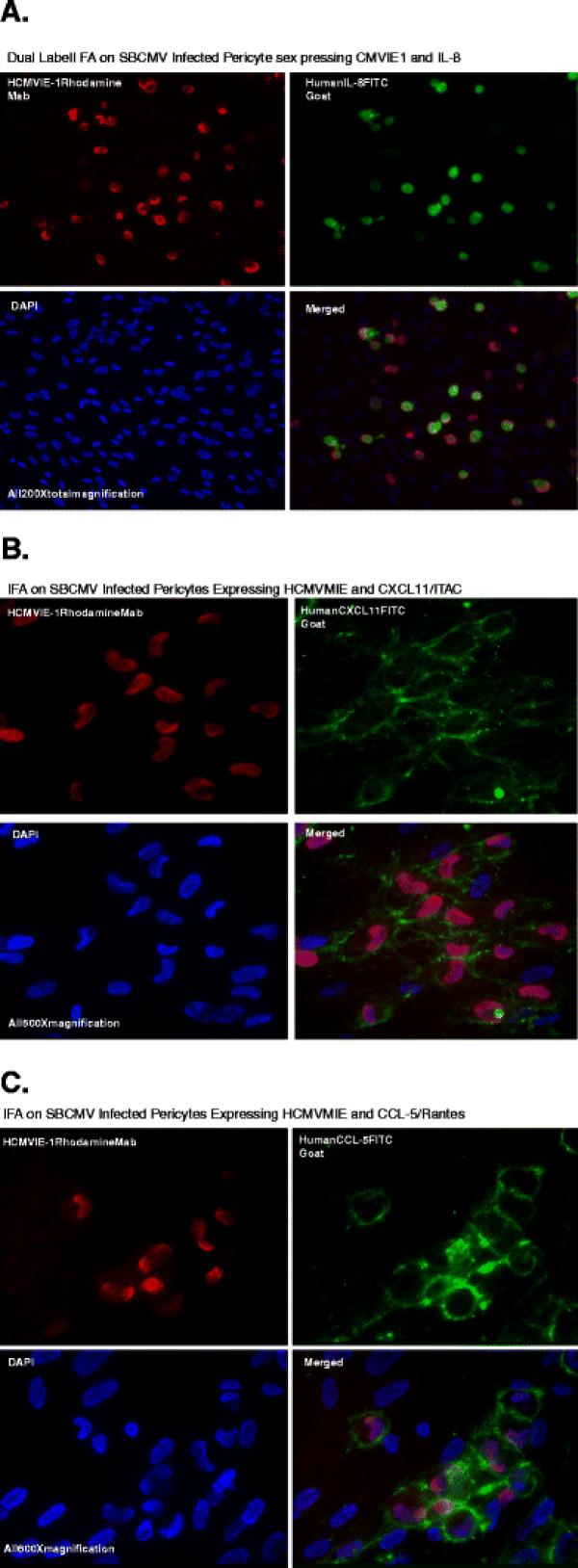 https://cdn.ncbi.nlm.nih.gov/pmc/blobs/b891/3413582/e970931202c0/1742-2094-9-95-3.jpg