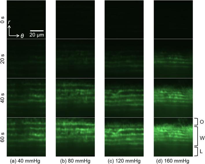 https://cdn.ncbi.nlm.nih.gov/pmc/blobs/b891/8969162/1cc4b68f9dc3/41598_2022_9304_Fig3_HTML.jpg