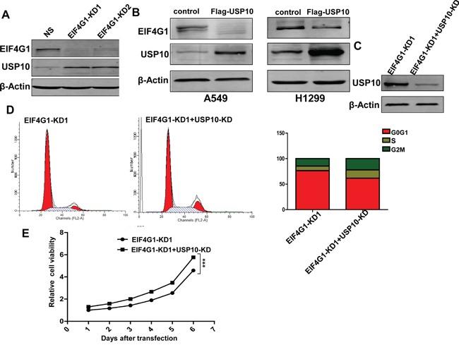 https://cdn.ncbi.nlm.nih.gov/pmc/blobs/b892/5029698/3b6e5fbe5a35/oncotarget-07-24242-g006.jpg
