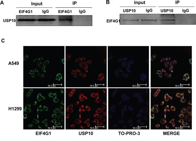 https://cdn.ncbi.nlm.nih.gov/pmc/blobs/b892/5029698/c6c0ec84161a/oncotarget-07-24242-g005.jpg