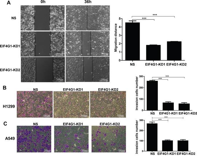 https://cdn.ncbi.nlm.nih.gov/pmc/blobs/b892/5029698/e0f931c3a3fa/oncotarget-07-24242-g004.jpg