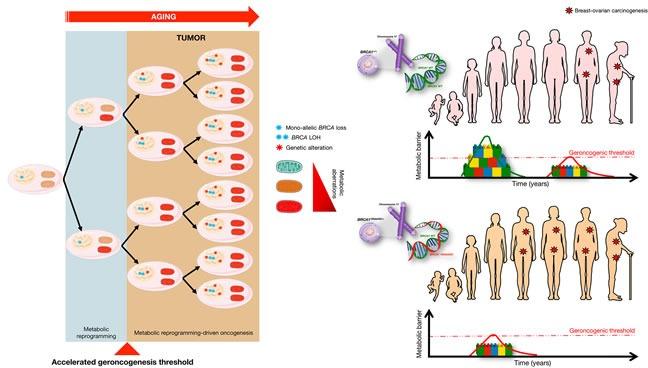 https://cdn.ncbi.nlm.nih.gov/pmc/blobs/b895/4914261/40abb91f943a/oncotarget-07-11959-g003.jpg