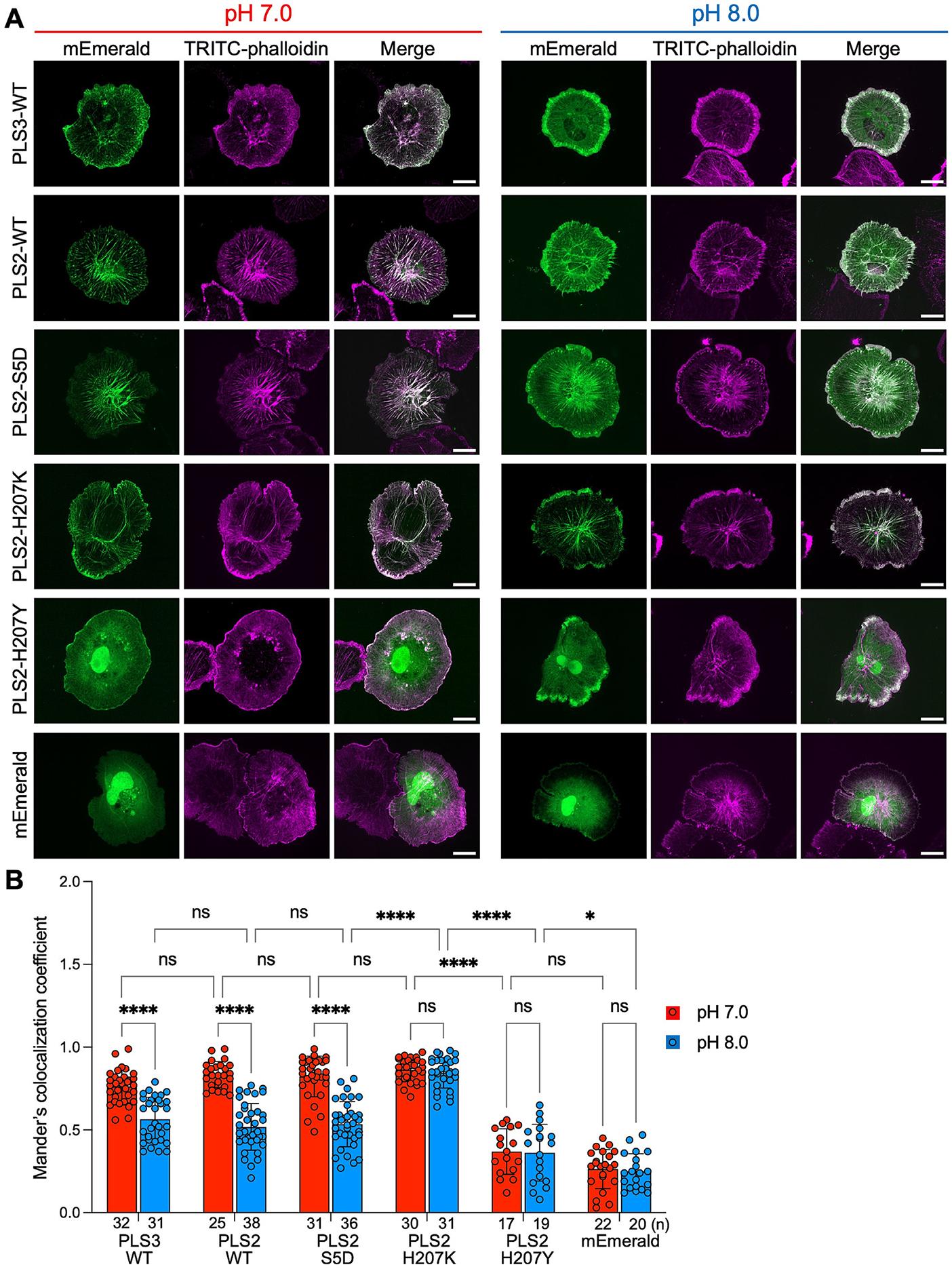 https://cdn.ncbi.nlm.nih.gov/pmc/blobs/b8a3/12309418/4597d50ce9ce/nihms-2097282-f0005.jpg