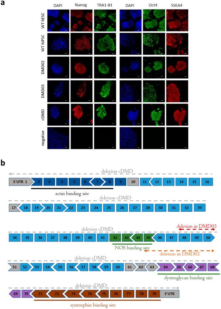 https://cdn.ncbi.nlm.nih.gov/pmc/blobs/b8a9/6356905/a473aae50c2d/cells-08-00053-g001.jpg
