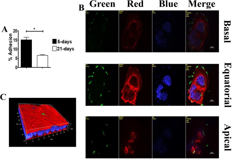 https://cdn.ncbi.nlm.nih.gov/pmc/blobs/b8b1/8205152/a17b7eb06711/pone.0253242.g001.jpg