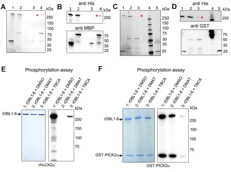 https://cdn.ncbi.nlm.nih.gov/pmc/blobs/b8b6/11761665/1c0ccc05804b/ppat.1012861.g004.jpg