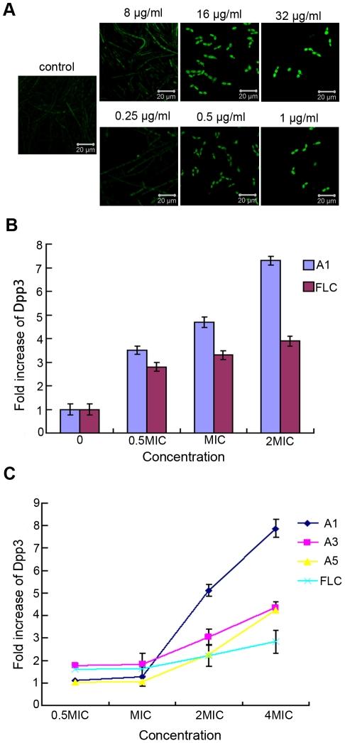 https://cdn.ncbi.nlm.nih.gov/pmc/blobs/b8b7/3236236/3184436e104b/pone.0028953.g005.jpg