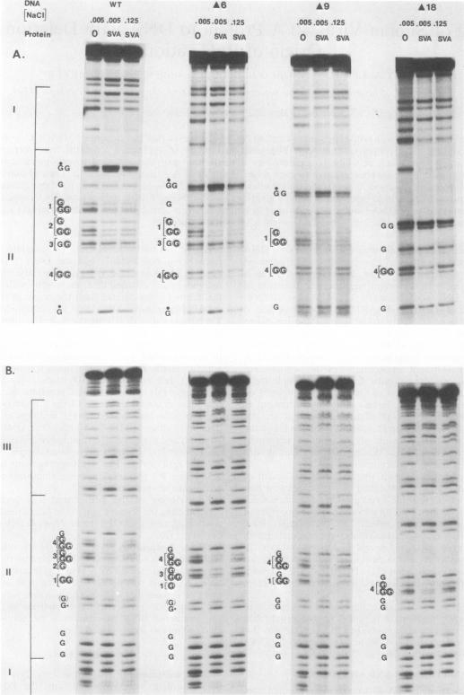 https://cdn.ncbi.nlm.nih.gov/pmc/blobs/b8b9/255418/46fb8800208d/jvirol00136-0026-a.jpg