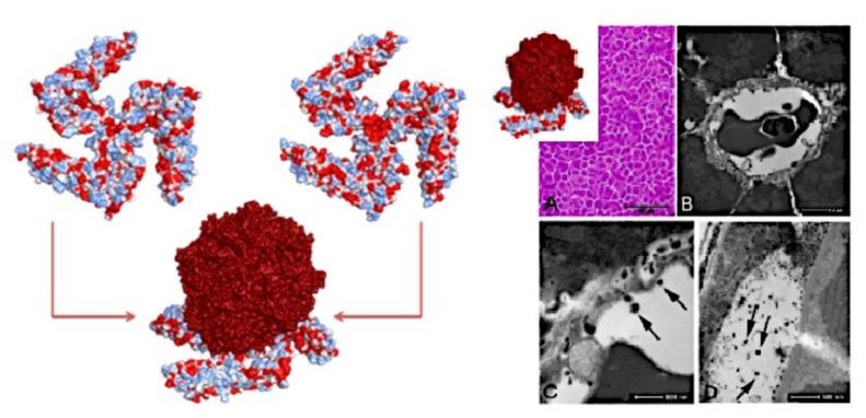 https://cdn.ncbi.nlm.nih.gov/pmc/blobs/b8bf/8305441/116aada5b683/ijms-22-07625-g002.jpg