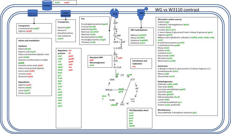 https://cdn.ncbi.nlm.nih.gov/pmc/blobs/b8bf/9472385/1864b815b4d6/12934_2022_1909_Fig5_HTML.jpg