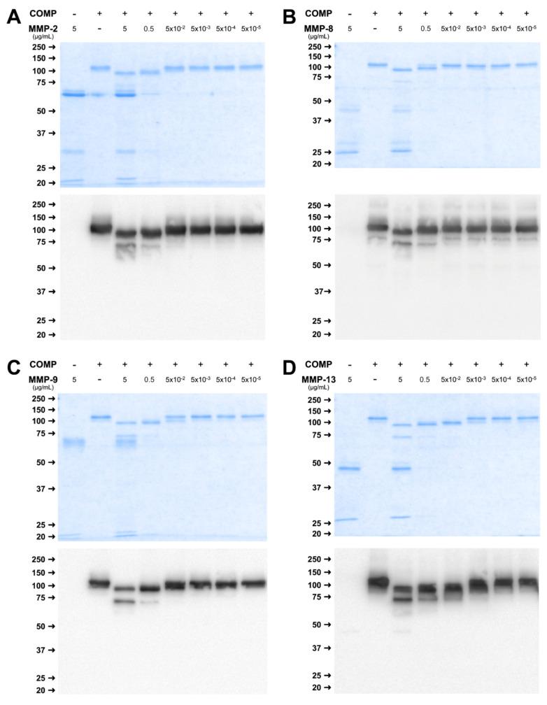 https://cdn.ncbi.nlm.nih.gov/pmc/blobs/b8c0/9181598/f648a06dda56/ijms-23-06245-g002.jpg